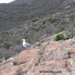 Gabbiano reale in guardia dei nidi presso La Torre della Zenobito