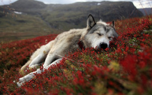 wolf-sleeping
