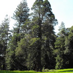 Il parco delle sequoie